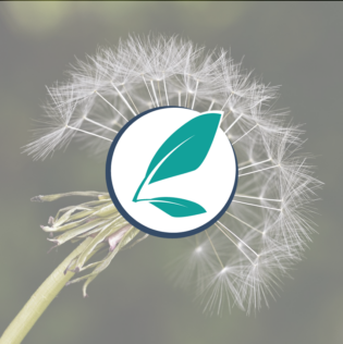 pissenlit avec le logo de prairial par dessus